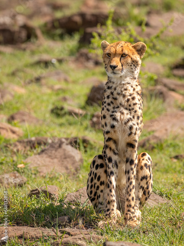 A female cheetah ( Acinonyx Jubatus) sitting, Mara Naboisho Conservancy, Kenya.