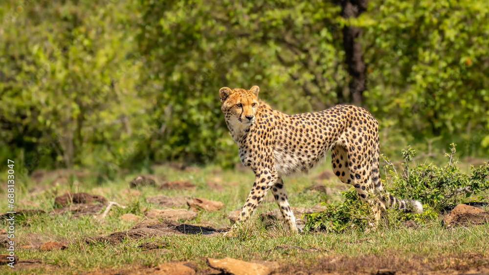 Obraz premium A female cheetah ( Acinonyx Jubatus) wondering around, Mara Naboisho Conservancy, Kenya.