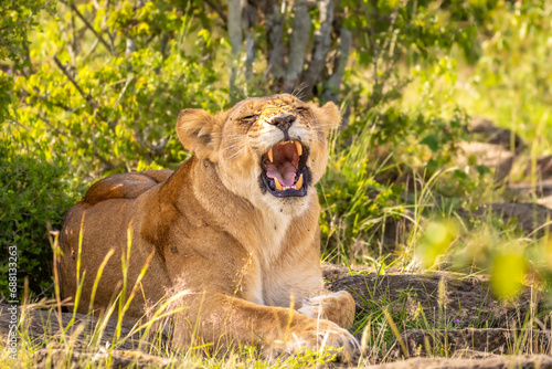 Lioness   Panthera Leo Leo  yawning  Mara Naboisho Conservancy  Kenya.