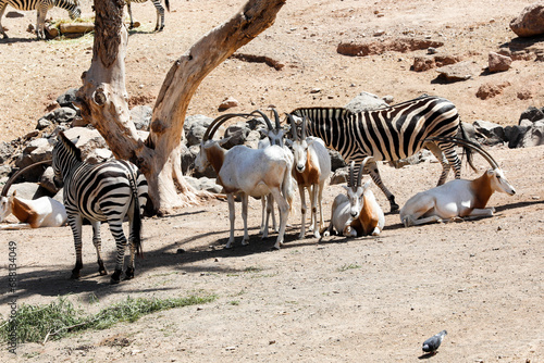 Antilopen, Säbelantilopen und Zebras, Steppenzebras in einer kleinen Herde ruhen unter einem Baum photo