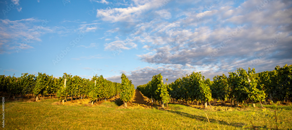 Obraz premium Vignoble en France et vigne chargée de raisin noir et blanc.