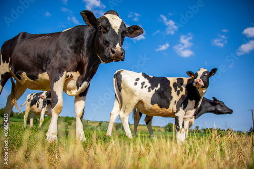 Troupeau de vaches laitières en pleine nature au printemps. © Thierry RYO