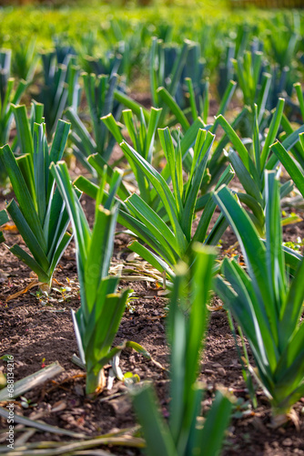 Plant de poireaux dans un jardin potager au printemps.