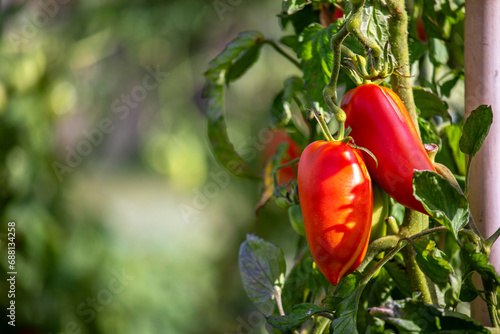 Tomate dans un jardin potager bio. photo