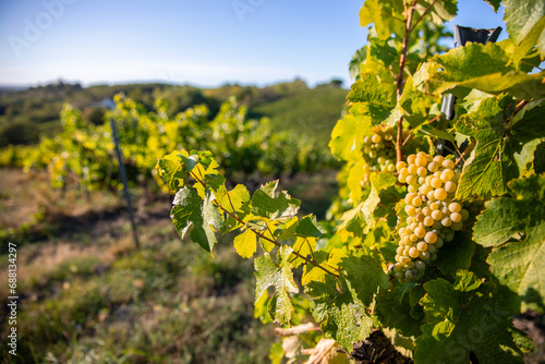 Grappe de raisin blanc dans un vignoble en France à l'automne en Anjou.