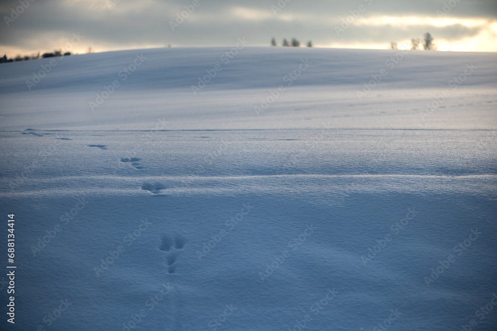 Bunny footprints on a snowy field in Latvia, minimalism