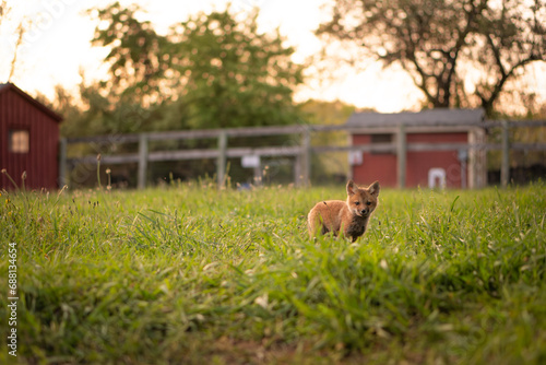 Fox cub in field