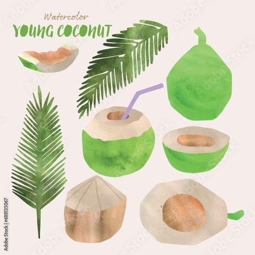 Young green coconut fruit and leaves watercolor vector illustration set. Painterly watercolor texture and ink drawing elements. Hand drawn and hand painted.