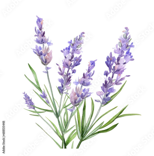 lavender flowers watercolor illustration, isolated