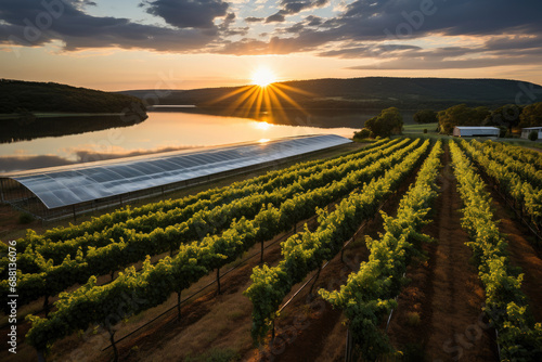 A scenic vineyard at sunset with rows of grapevines and solar panels reflecting the golden sunlight in a tranquil rural setting. photo