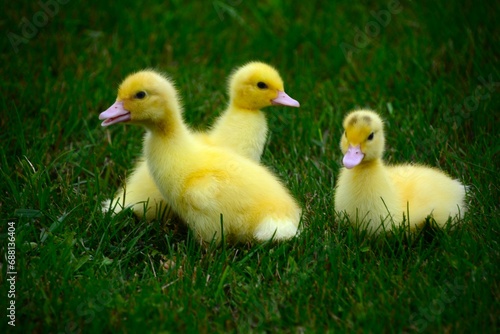 Three cute yellow baby chicks walking in the green grass