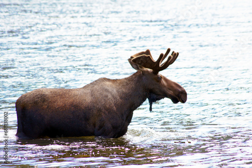 Male moose bathing  Chitina  Alaska  United States