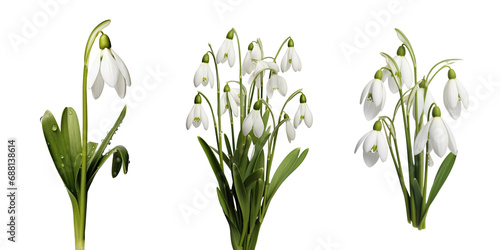 White snowdrops, set, winter and spring flowers, isolated or white background