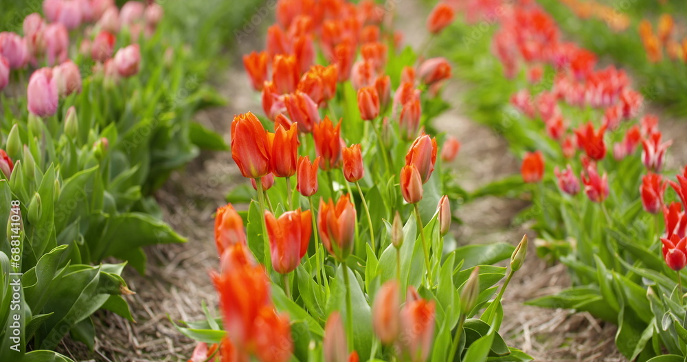 Tulips Plantation in Netherlands Agriculture Tulips Plantation in Netherlands Agriculture