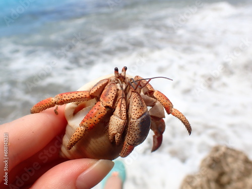 Coenobita clypeatus or Caribbean hermit crab being held in front of the beach