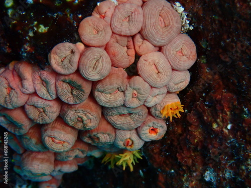 Tubastraea coccinea or orange cup coral, an invasive hard coral in Caribbean and Atlantic.