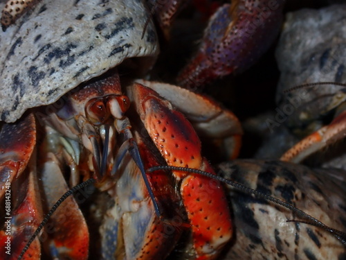 Coenobita clypeatus, known as Caribbean hermit crabs, piling up close-up