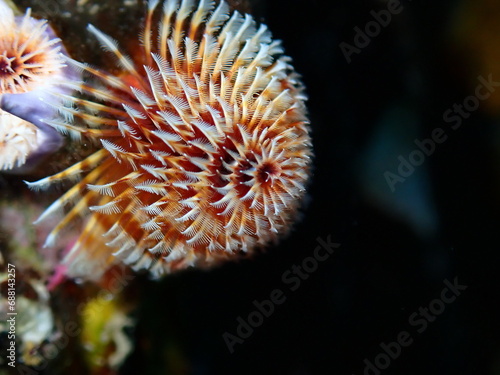 Christmas tree worm or Spirobranchus giganteus in the Caribbean