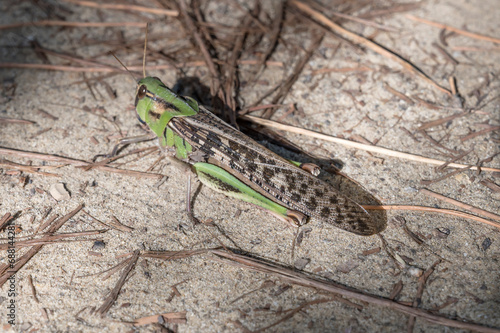 locust  on dirt path in pine grove, Italy