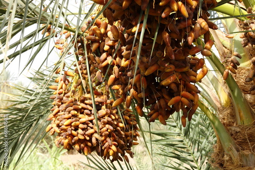 Bild auf Leinwand Fruitful palm trees in the countryside of northern Sudan