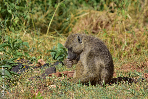 Young baboon monkey in savanna in Kenya National Park. © Vlad