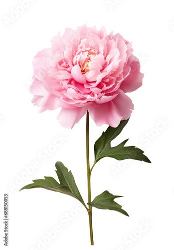Pink peony flower isolated on transparent background