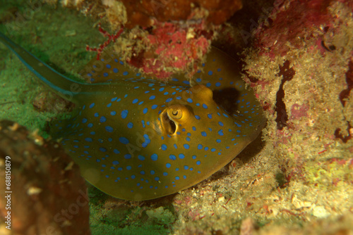 Bluespotted ribbontail ray in the sea
