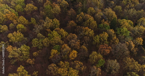 Flying Over Forest. Forest from Above