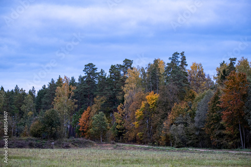 beautiful colorful landscape with forest in autumn season. Evergreen coniferous trees and yellow, orange, red foliage on deciduous trees in bright autumn day in Latvia countryside