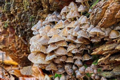 ice-covered mushrooms on a tree stump