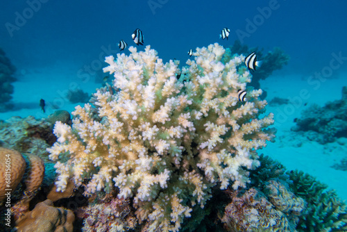 Colorful  picturesque coral reef at sandy bottom of tropical sea  stony corals and fishes Dascyllus  underwater landscape