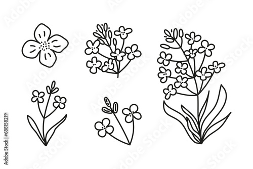 Doodle outline canola flower.