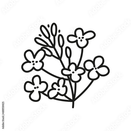 Doodle outline canola flower.