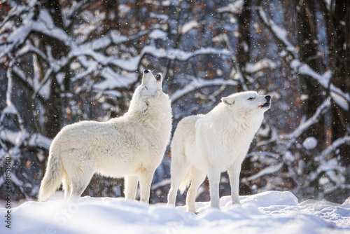 male Arctic wolf (Canis lupus arctos) calling to the pack while it's snowing lightly