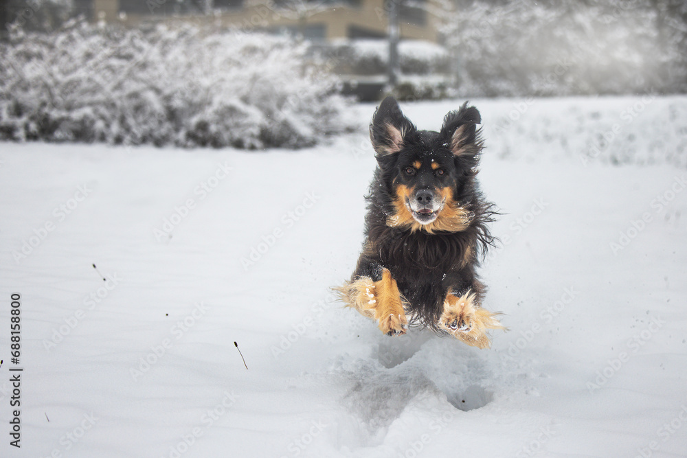 male hovawart, hovie black and gold marked dog fooling around in the snow male hovawart, hovie black and gold marked dog fooling around in the snow
