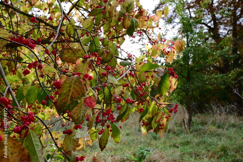 Shrub in autumn with ripe red exotic berries.