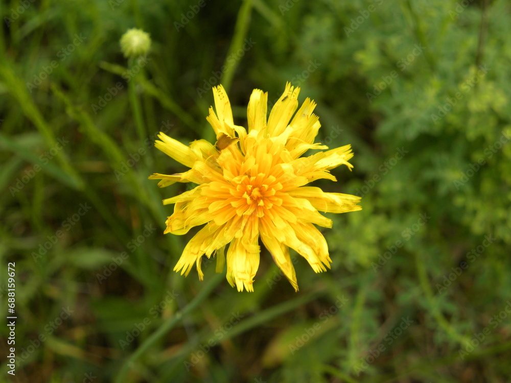 A yellow blossoming dandelion bud against a background of green grass. A yellow blossoming dandelion bud against a background of green grass.