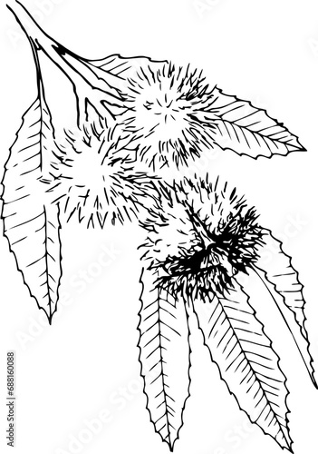 Hand drawn vector line botanical illustration of edible chestnut for frying.