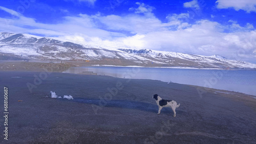perro parado en el nevado, bolivia