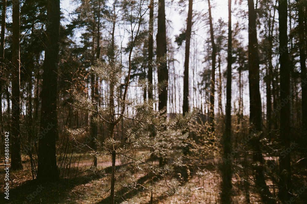 Fototapeta premium Spring forest - a film photo with backlighting