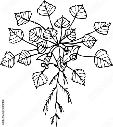 Hand drawn botanical vector illustration of water caltrop  Trapa natans   edible and medicinal aquatic plant.
