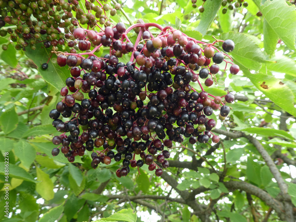 Fruit clusters of Sambucus nigra a flowering plants in the family Adoxaceae native in Europe Fruit clusters of Sambucus nigra a flowering plants in the family Adoxaceae native in Europe
