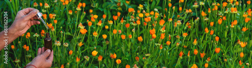 A man collects medicinal herbs in a field. Selective focus.