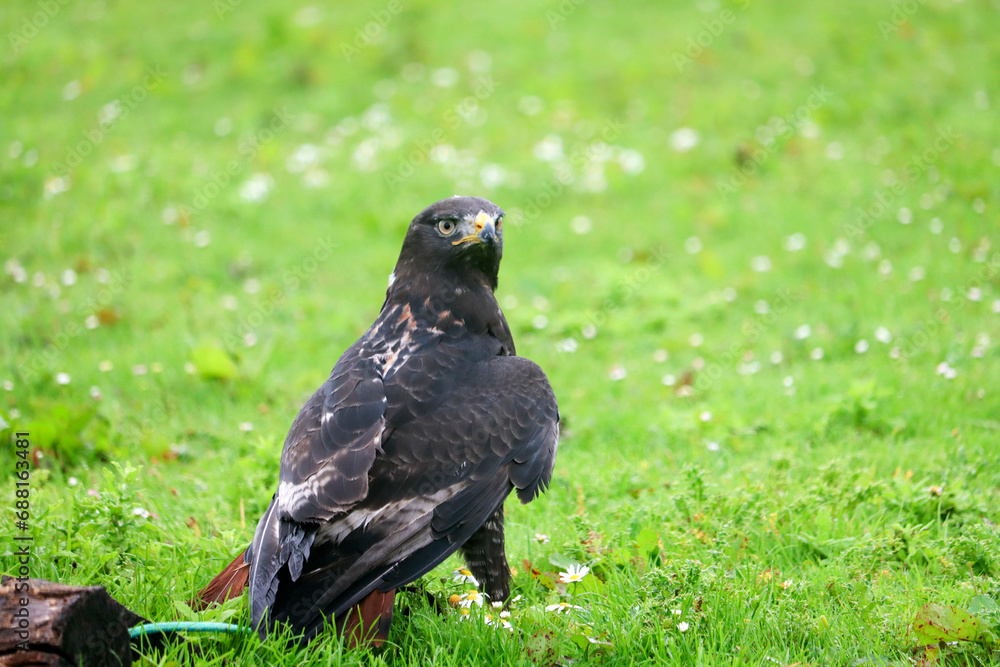 Jackal buzzard during a raptor show Jackal buzzard during a raptor show