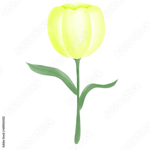 Yellow tulip
