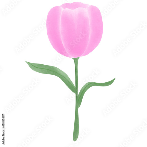 pink tulip