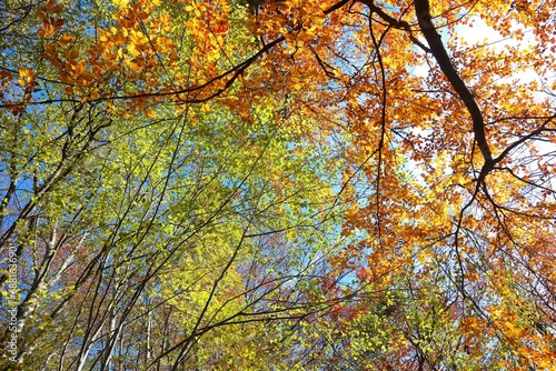 colorful forest of many trees with yellow and red leaves in autumn seen from below