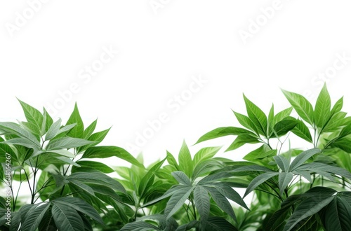 green leaf background on a white background 