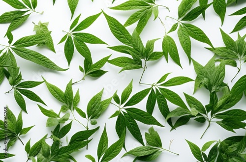 green leaf background on a white background 