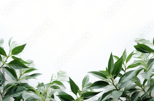 green leaf background on a white background,